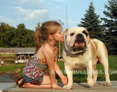 English Bulldog for sale